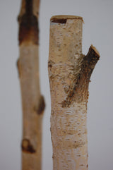 Birch Shelf