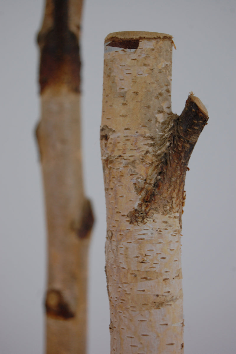 Birch Shelf